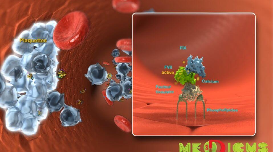 Factor IX in the coagulation cascade