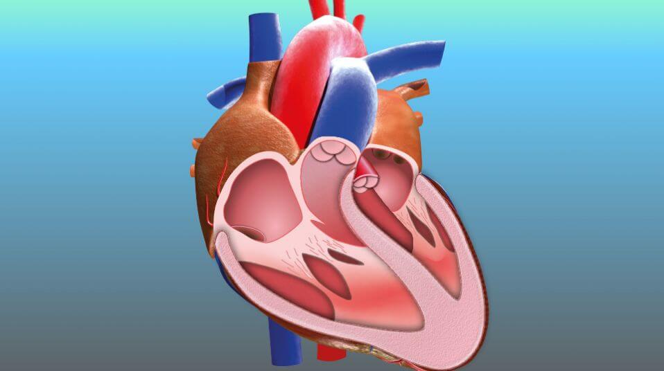 A lesson in coronary diseases