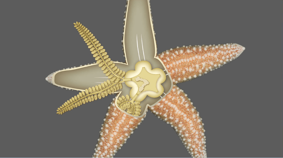 The starfish 