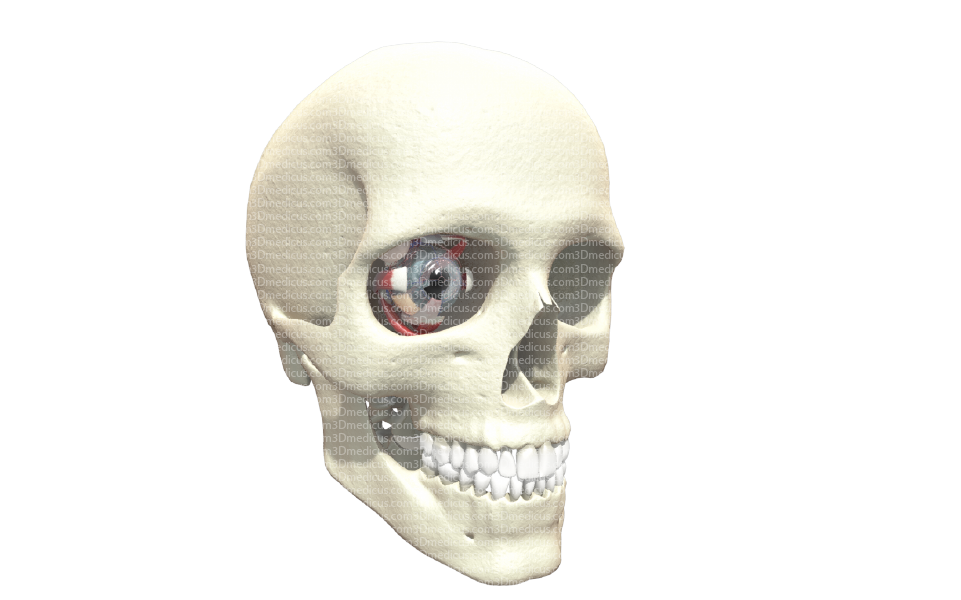 vue_anatomie_oeil_cranio-face_3D
