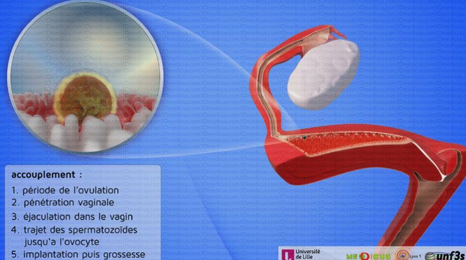 MOOC Anatomie 3D Sexualité, Physiologie et Contraception