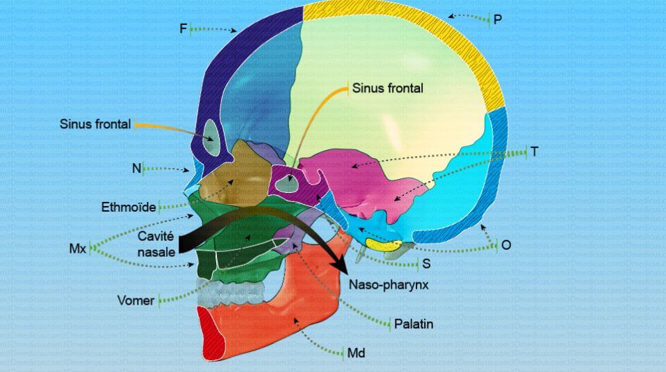 Cranio-Facial Universe (CFU)